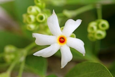 BDSresolve Night Blooming Jasmine/jasmine seeds 16 Seed(16 per packet)