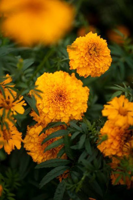 ME Traders marigold,gende ka phool seeds Seed(20 per packet)
