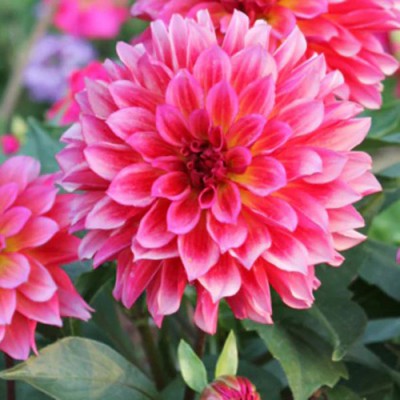 SREE Dahlia Pompon Seed(30 per packet)