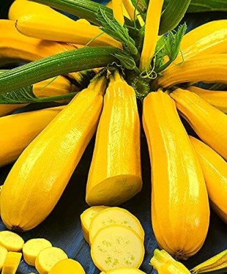 Qualtivate HYB-8A Zucchini Yellow Heirloom Seeds Seed(30 per packet)