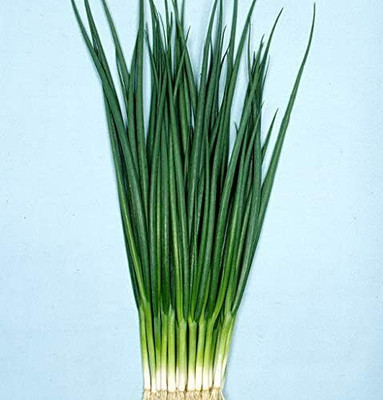 WILLVINE GOI -XI Scallion “Kyoto Kujo Negi” Bunching Onion [5g] Seed(3000 per packet)