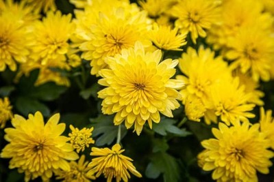 BDSresolve Chrysanthemum flower seeds yellow/Chrysanthemum seeds 30 Seed(30 per packet)