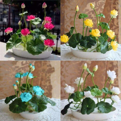 SUAA Lotus Seeds Mixed, Lotus Seeds Mix Colour Flower, Kamal Seed Mixed Variety Seed(45 per packet)