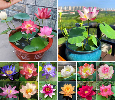 DEYS AGRO ™ exotic kamal seeds|kamal gatta seed,dwarf veriety kamal flower katta Seed(24 per packet)