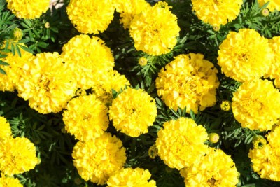 AshySols marigold,gende ka phool Seed(40 per packet)