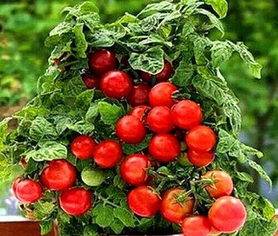 KNESSiN QLI-39 Tomato Cherry Minibel Seed(200 per packet)