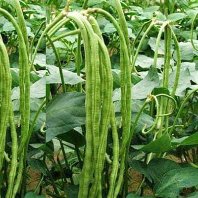 SREE Cowpea Seeds, CW18 Organic Hybird, Black-eye Pea ,Borboti Gardening Seed(18 per packet)