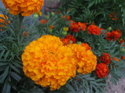 everlite marigold,gende ka phool seeds Seed(21 per packet)