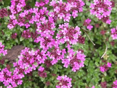 Qualtivate RES-4A Mix Creeping Thyme Seeds Seed(50 per packet)