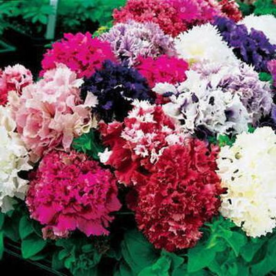 Aywal Exotic Petunia Double Mix Seed(10 per packet)