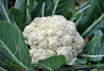 BDSresolve cauliflower seeds Seed(36 per packet)