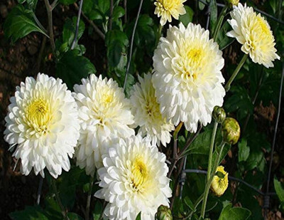 Seedsqlty Chrysanthemum flower seeds for home garden Seed(40 per packet)