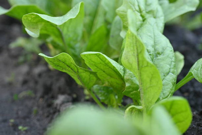 AFARTIOBINA 68 PCS SPINACH SEEDS-A02 Seed(68 per packet)