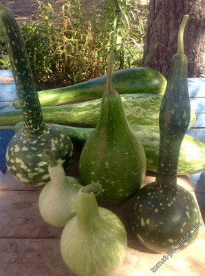 DIVINE SPONGE GOURD Seed(85 per packet)