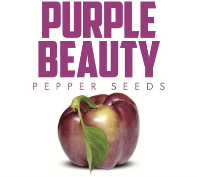 Biosnyg Easy to Grow Purple Capsicum Vegetable Seeds For Gardening-(200 Seeds) Seed(200 per packet)