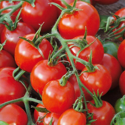 KANAYA Tomato Hybrid Seed(10 per packet)