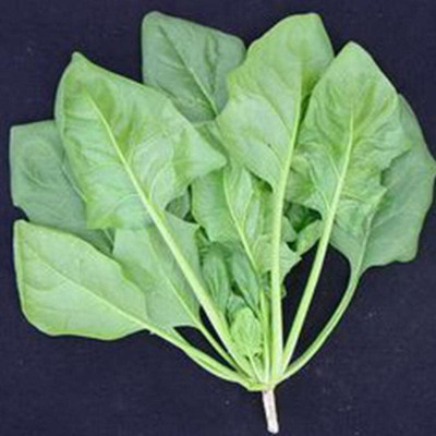 KNESSiN Hardy Spinach Seed(1250 per packet)