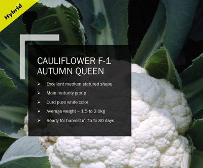 WILLVINE CAULIFLOWER F-1 AUTUMN QUEEN SEEDS(1000 Seeds) Seed(1000 per packet)
