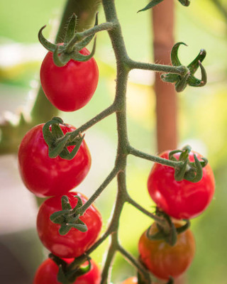 ginnienterpris tomato Seed(135 per packet)