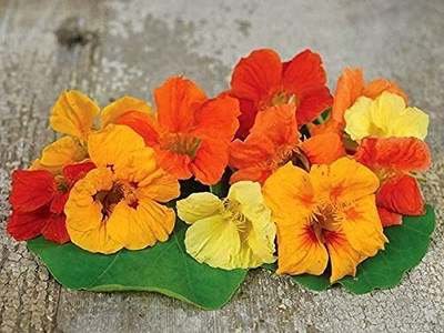 Aywal Nasturtium Flower F1 Hybrid Seed(15 per packet)