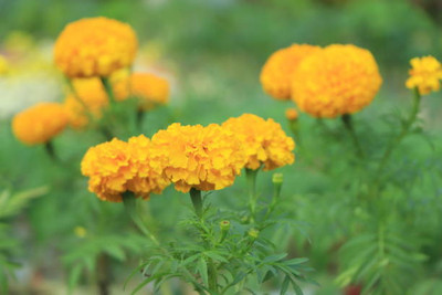 Fiat Powertrain Technologies marigold/gende ka phool flower seeds Seed(50 per packet)