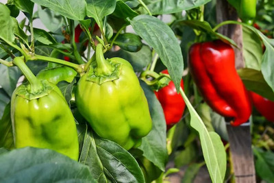 DEYS AGRO ™ shimla mirch or capsicum seeds hybrid chilli maximum yield Seed(37 per packet)