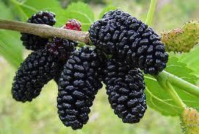 Oliver mulberry(shahatoot) fruit seeds Seed(67 per packet)