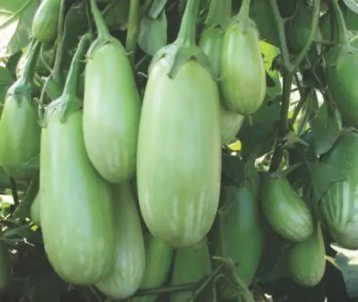 MAA Brinjal Green round, Brinjal, Eggplant Seed(290 per packet)