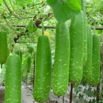 Qualtivate PUA-2A Long Bottle Gourd OR Calabash Seeds Seed(50 per packet)
