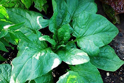CYBEXIS VXI-2 - Giant Spinach - (2250 Seeds) Seed(2250 per packet)