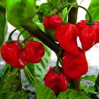 KNESSiN F1 Hybrid Caribbean Red Habanero Chilli Vegetable Seeds for Garden-(2400 Seeds) Seed(2400 per packet)
