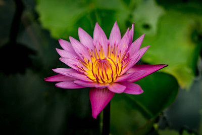 WINR lotus,kamal gatta Seed(15 per packet)