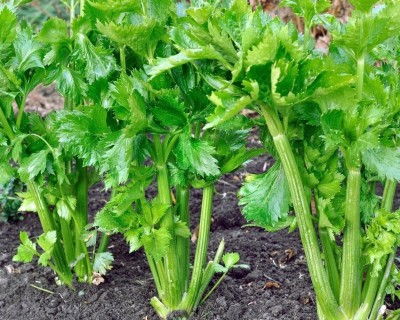 Quentova Leaf Celery Zefir NON GMO - Apium Graveolens-6Z-UK Seed(150 per packet)