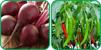 WILLVINE VMR -XI Chilli And Beetroot[10gm, 2000 Seeds] Seed(2000 per packet)