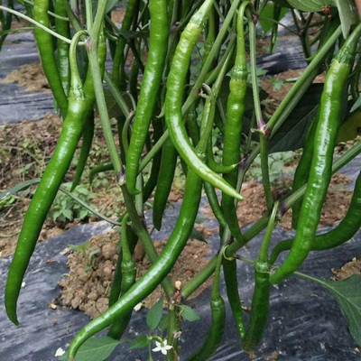 CYBEXIS Vegetable Seeds Spicy No. 8 Pepper Seeds600 Seeds Seed(600 per packet)