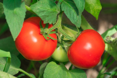 Us deepar tomato Seed(35 per packet)