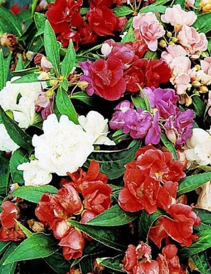 the green dotcom Balsam (Double Camellia Mixed) Flower Seed(200 per packet)