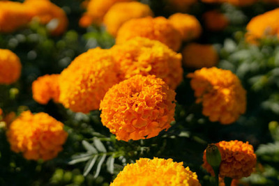 VENUS ONLINE marigold/gende ka phool flower seeds Seed(50 per packet)