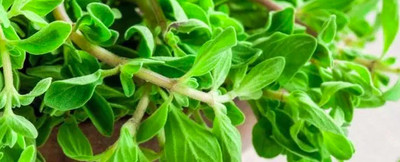 Mozette Organic marjoram herb Seed(31 per packet)