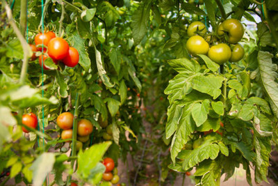 JayShriShyam tomato Seed(145 per packet)