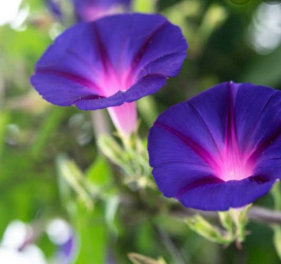 Aywal Morning Glory/Ipomia Flower Mixed F1 Good Germination Seed(100 per packet)