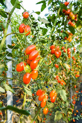 Raunak tomato Seed(60 per packet)