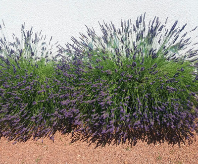Quentova English Lavender Seeds Organic NonGMO-RXI-8Z Seed(50 per packet)