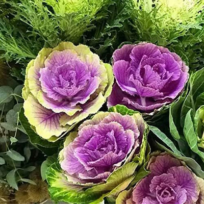WILLVINE GBPUT -XI Flowering Kale Large Leaf Mix Ornamental Cabbage [5g] Seed(1500 per packet)