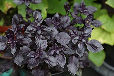 WILLVINE VVI-74 Basil Seeds Purple Seed(2000 per packet)