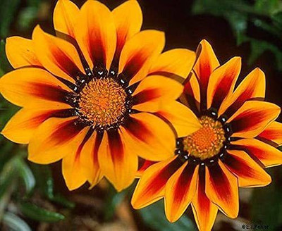 ACCELCROP Gazania Mixed Color Hybrid Seeds - Garden Flower Seed(100 per packet)
