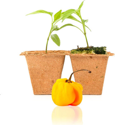 Biosnyg Fast Growing Yellow Scotch Bonnet Pepper Seeds for Garden-(2000 Seeds) Seed(2000 per packet)