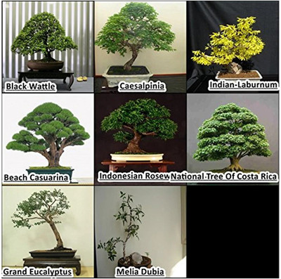 JVK bonsai combo Seed(100 per packet)