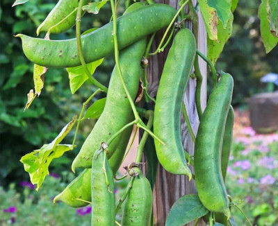 jkfarm Sword bean, Giant bean, Mousim Seed(4 per packet)