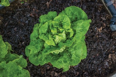 CYBEXIS VVI-38 - Buttercrunch Hybrid (Organic) Lettuce - (150 Seeds) Seed(150 per packet)